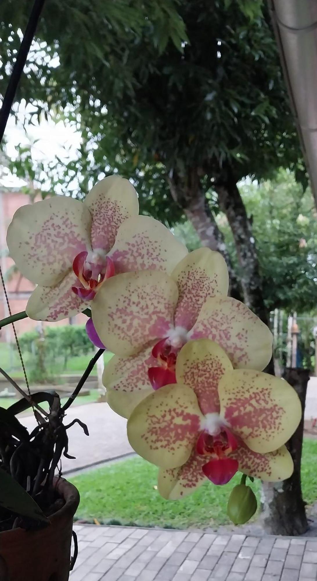 Hospedagem Tri-Best Pomerode Ngoại thất bức ảnh